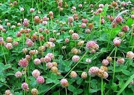 Strawberry Clover
